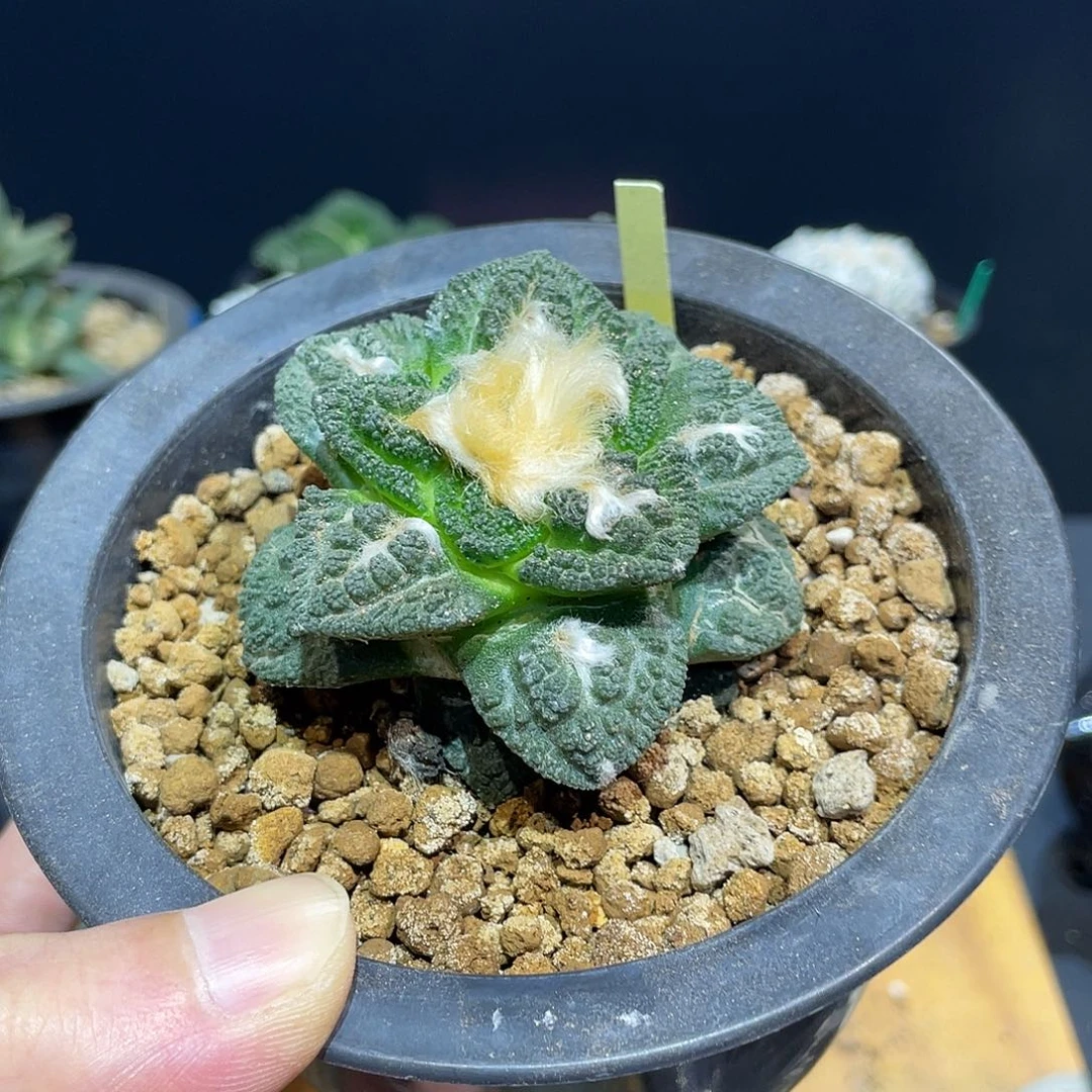 20号自根龟甲辛顿