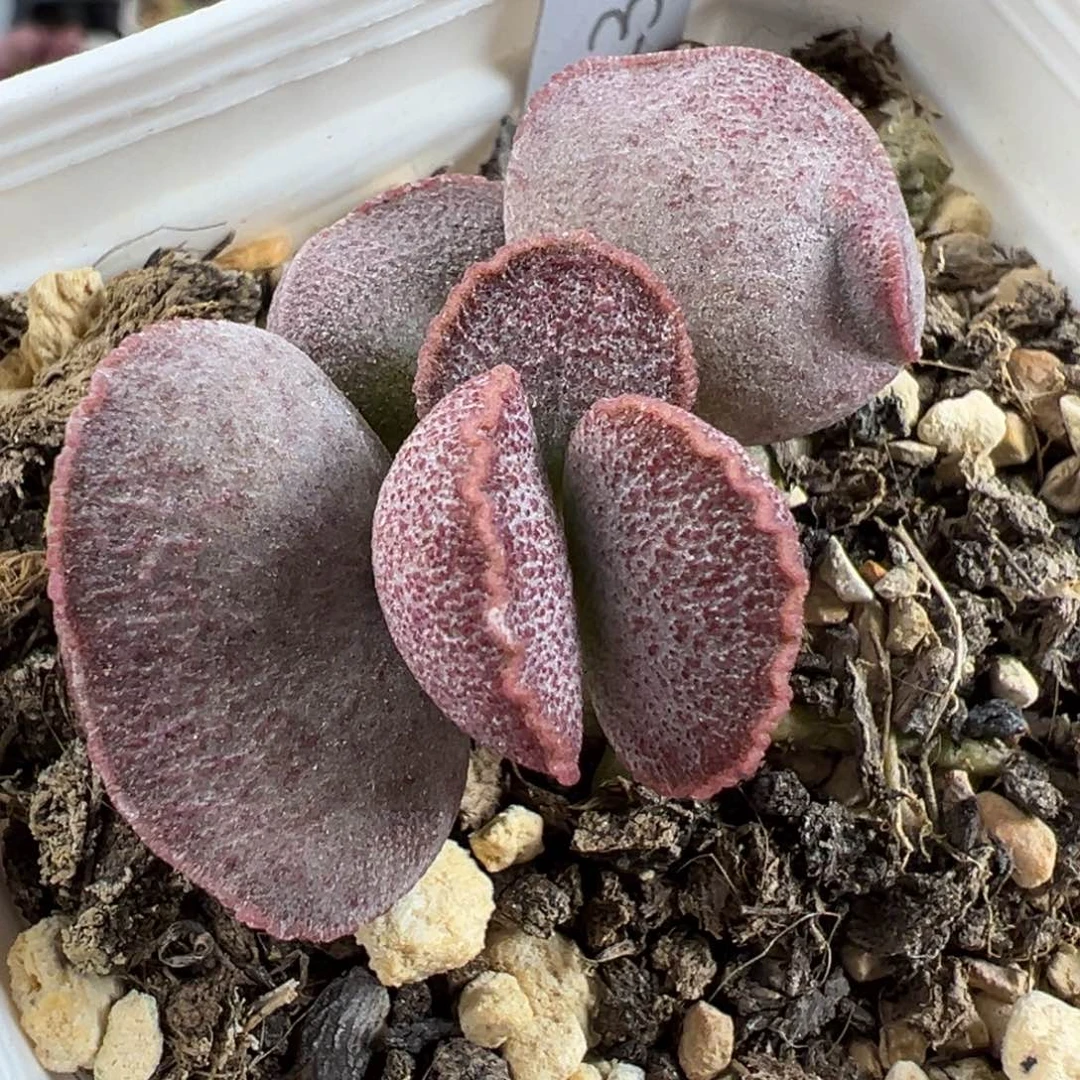 实生新品023-205蝴蝶结多肉植物