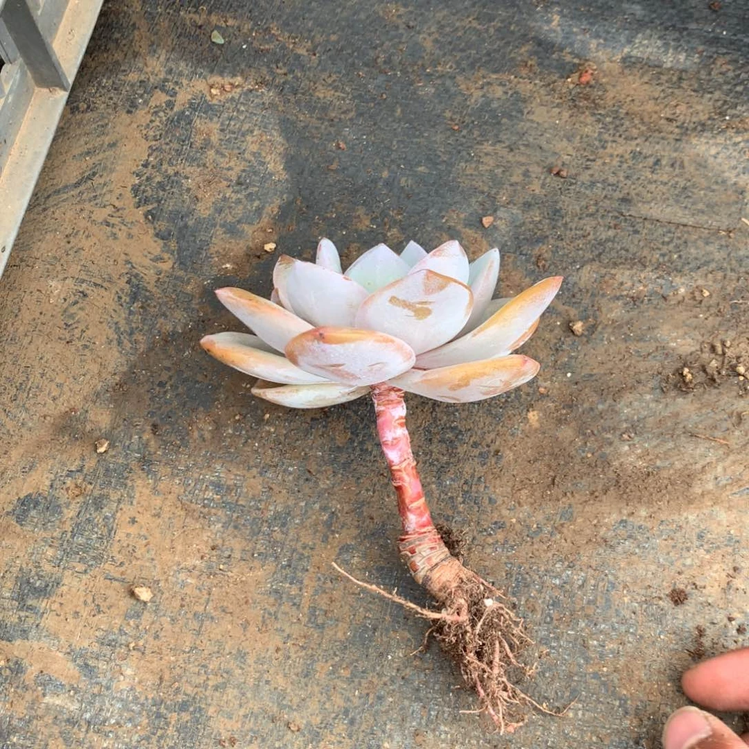 那时候是个啥东西不