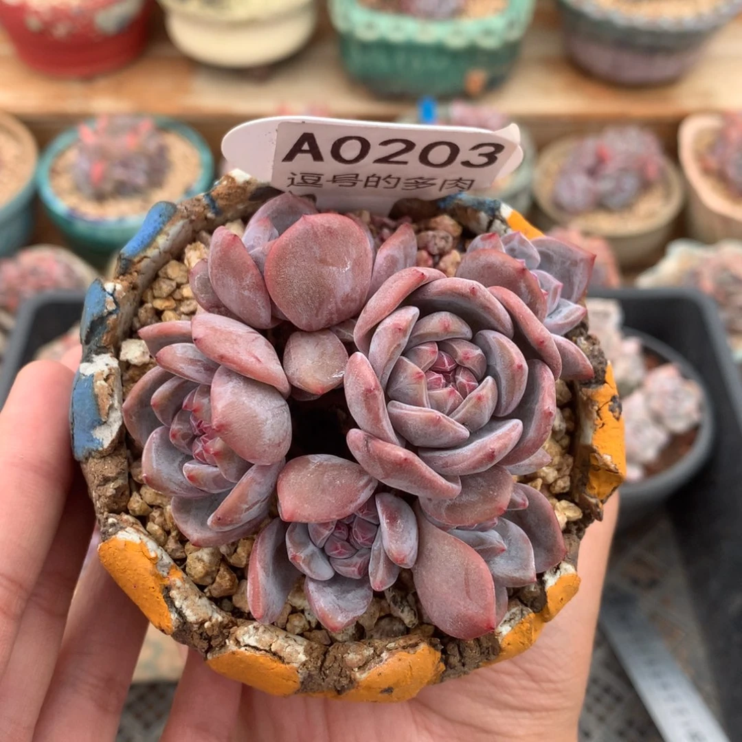 A0203 紫皮星影小脸群 有砍 7.5cm