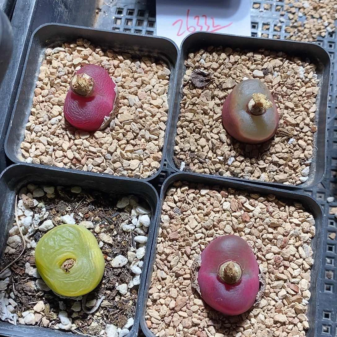 26332。  一组一组带盆。