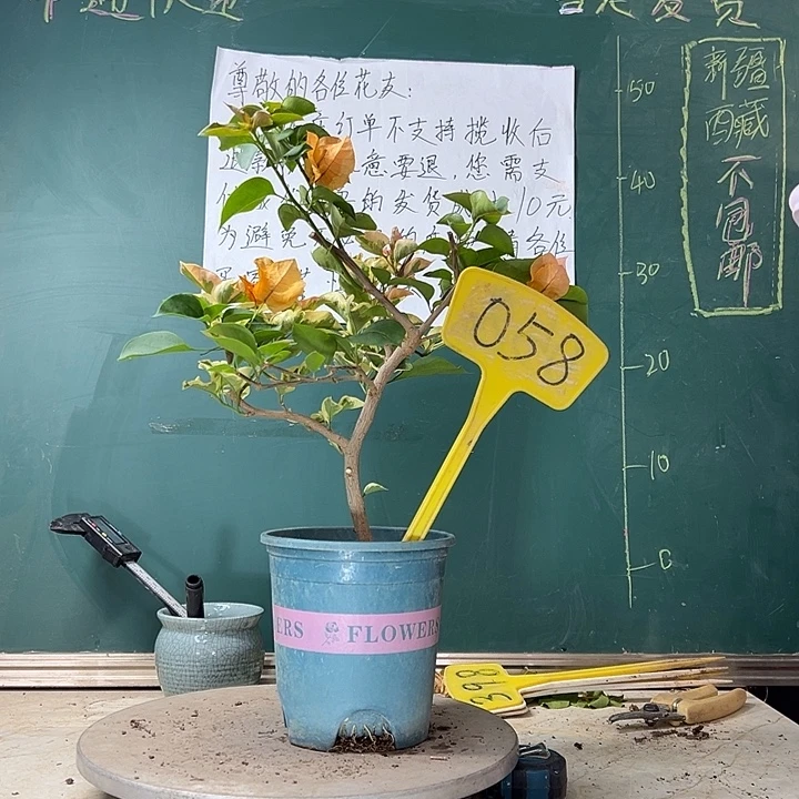 当前无花栽培后可以开花金边黄有绿叶058