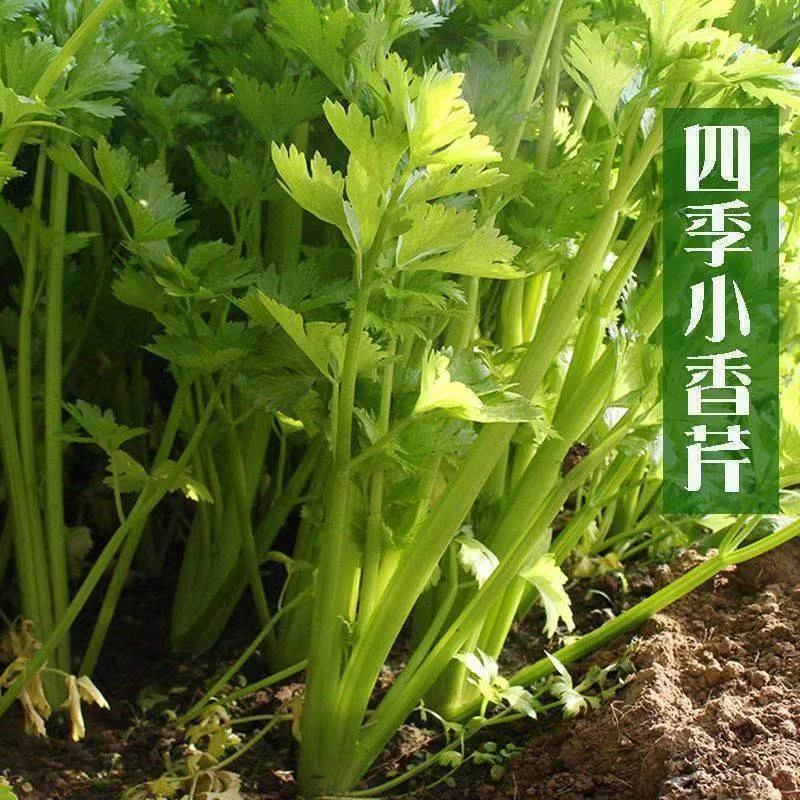 【全店满5包包邮】四季小香芹种子芹菜种子香味芹菜籽四季蔬菜种子