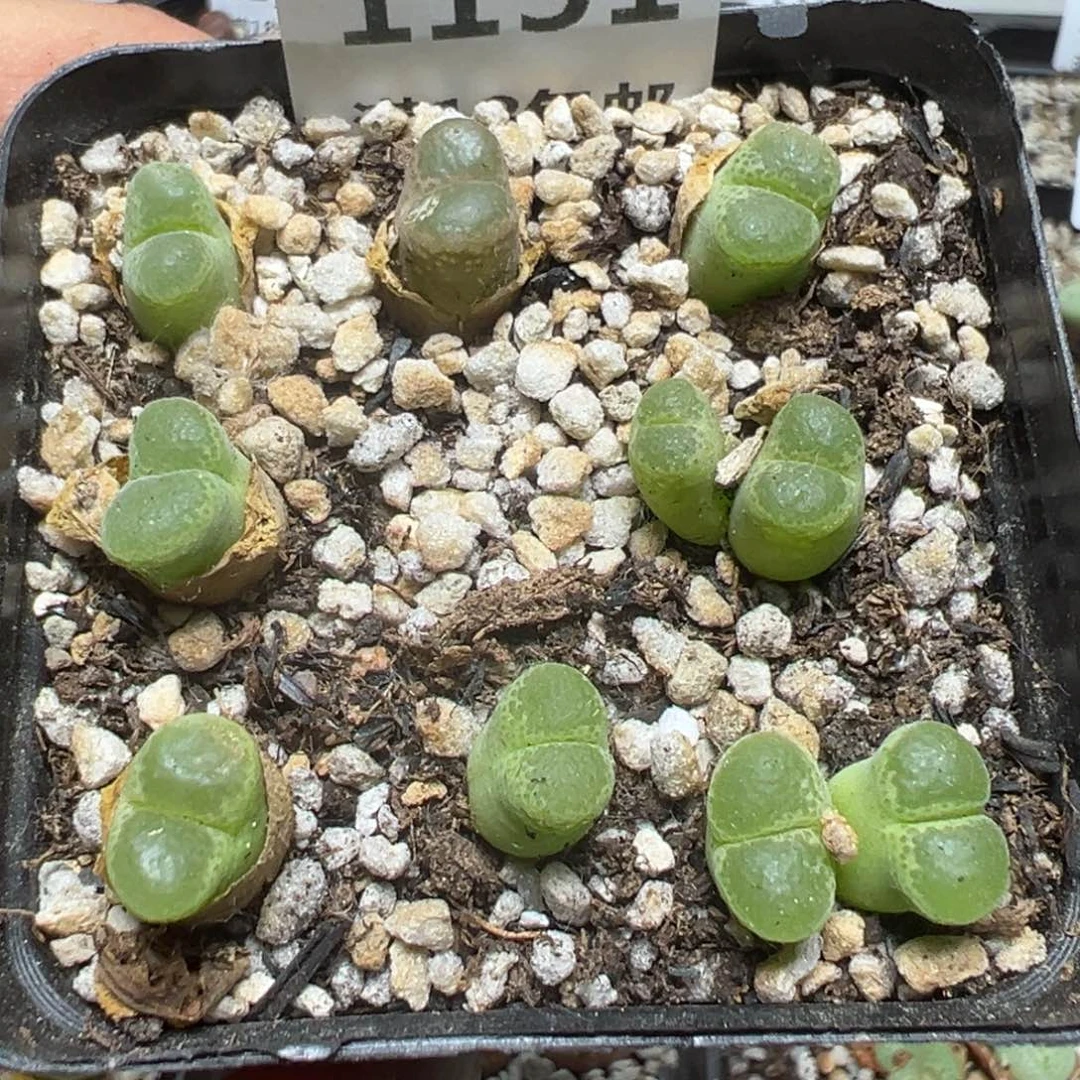 【闪购商品】 1151。