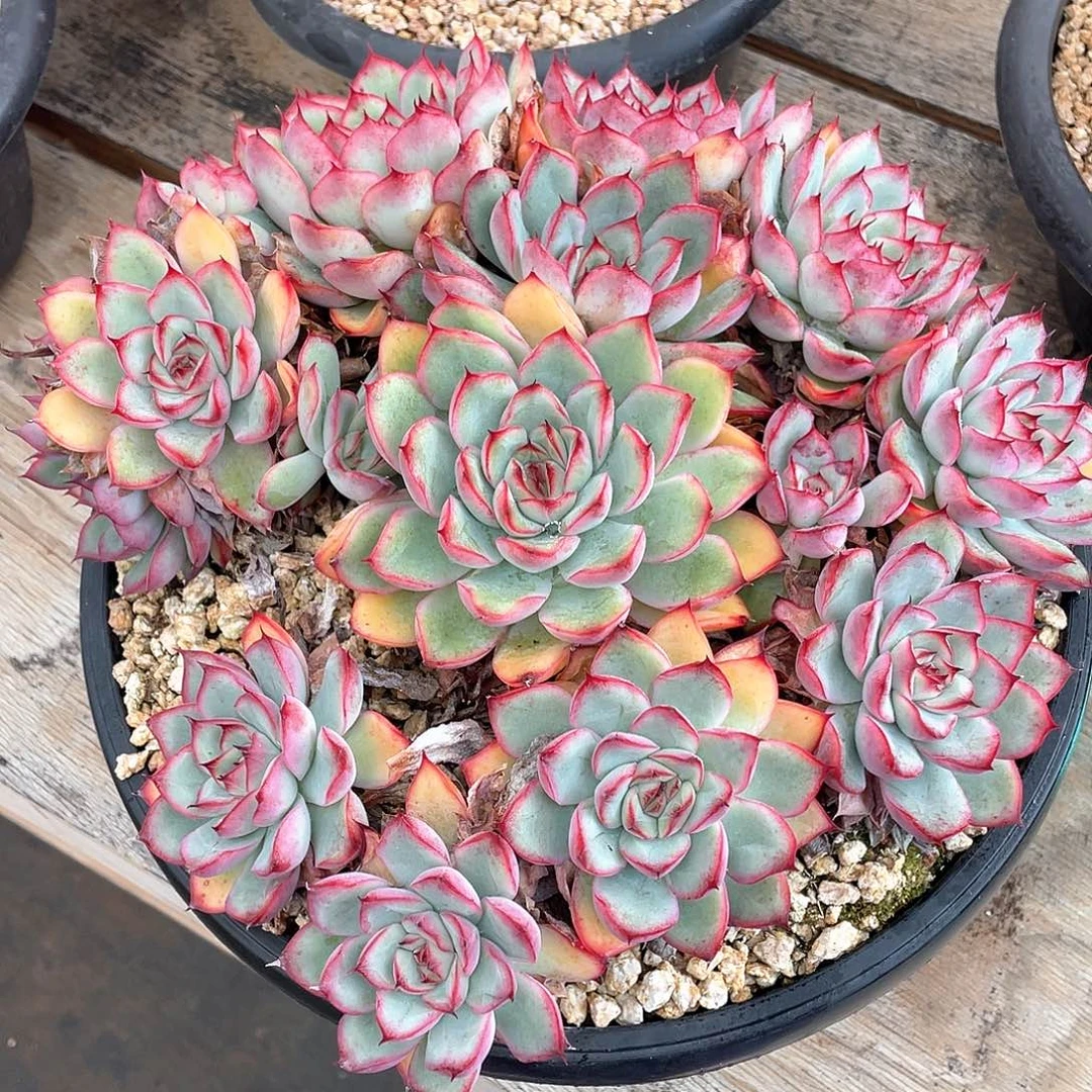 多肉植物一物一拍