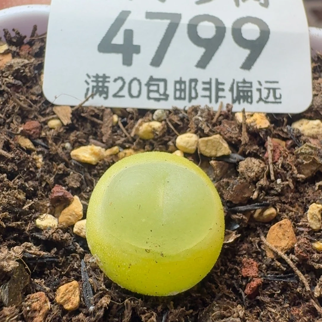 拉登1.2➕脱土1200