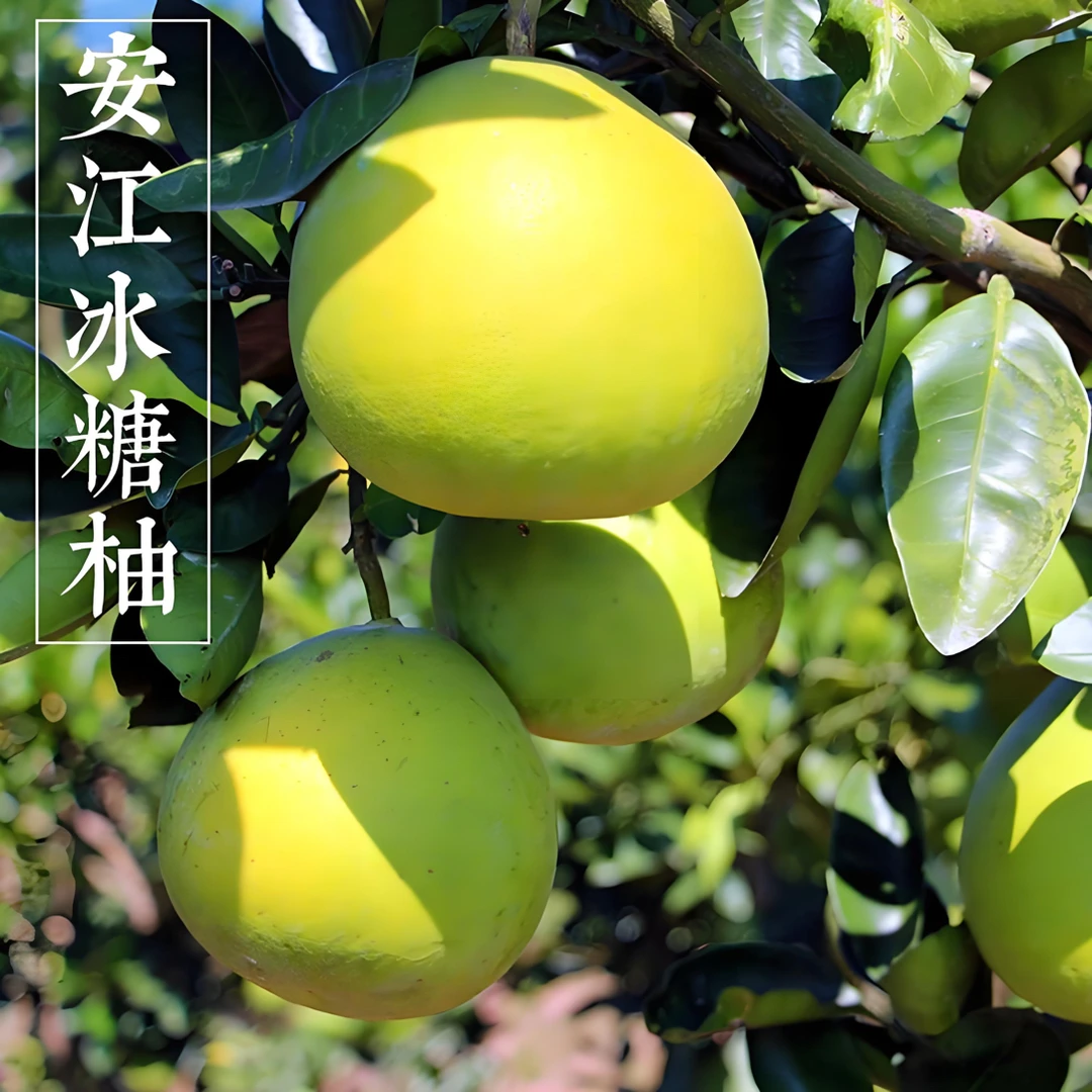 湖南怀化安江雪峰冰糖柚安福柚小苦柚金兰柚脆甜多汁【家庭装】