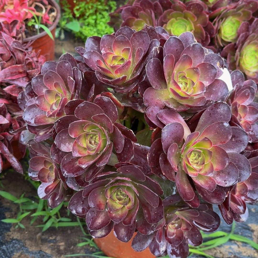 魅金多肉植物13多肉