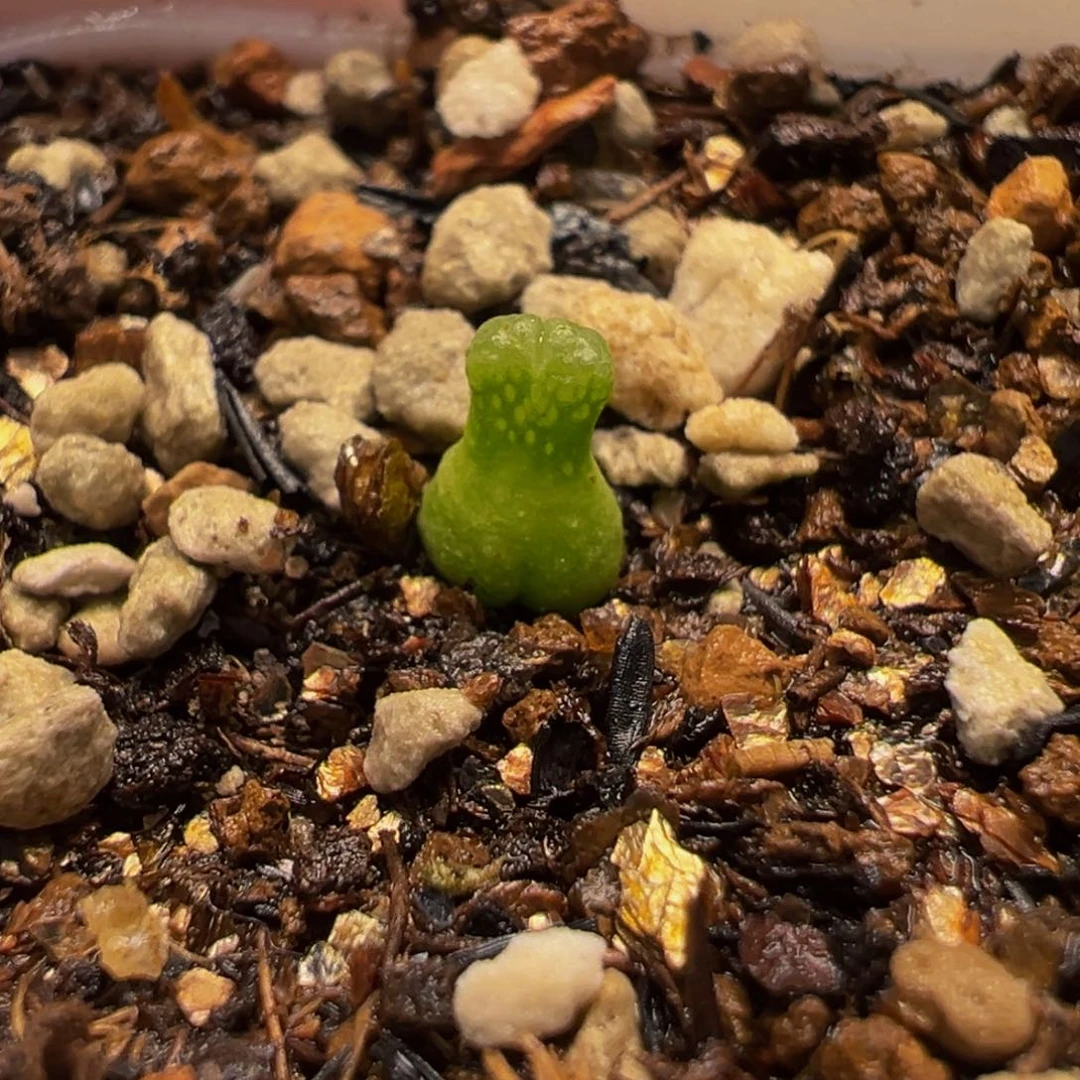 145多肉植物种类和