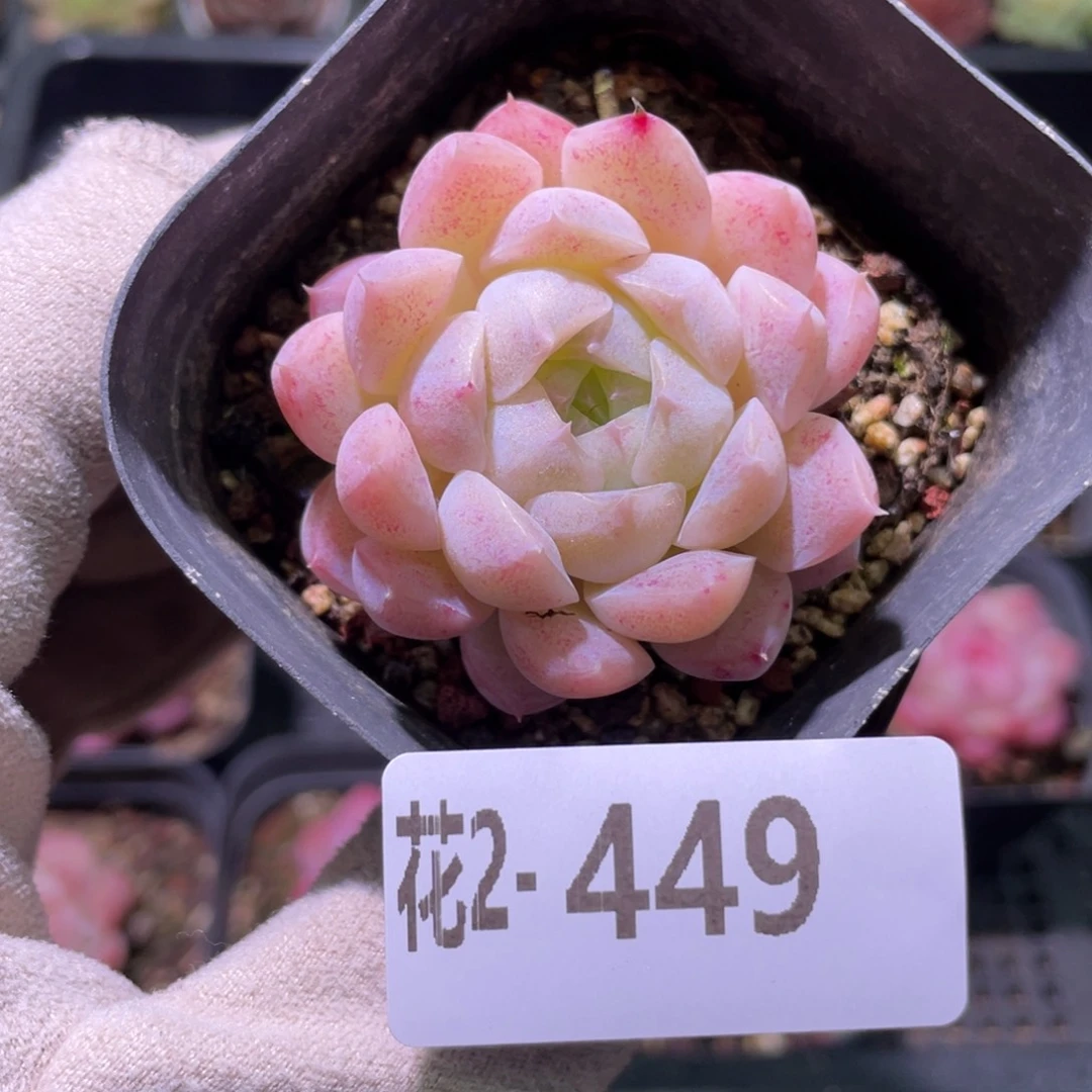 花利美2-449麦秆单头