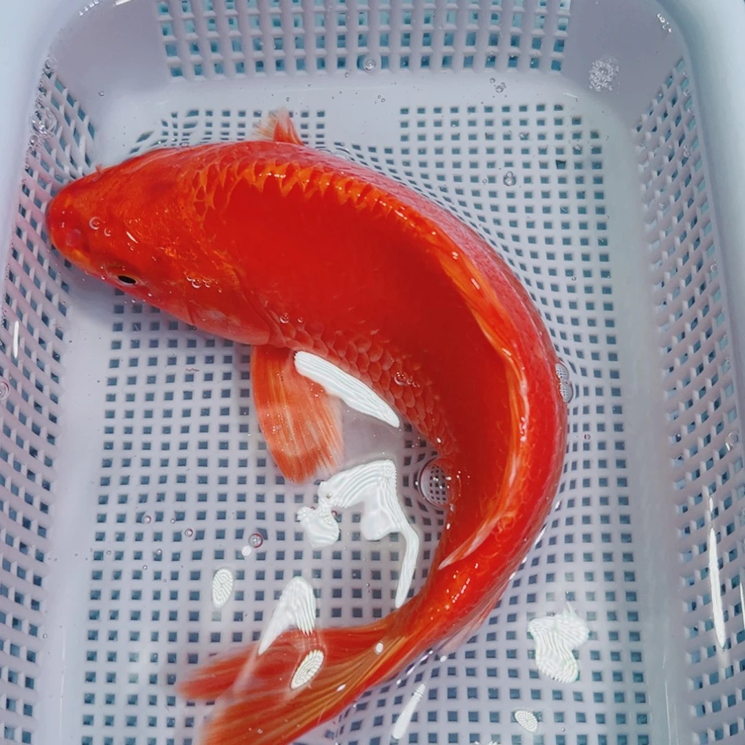 锦鲤锦鲤冷水鱼观赏149