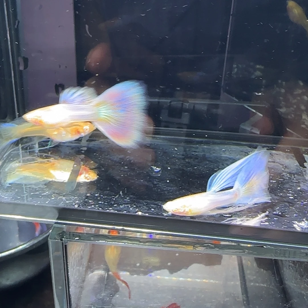 孔雀鱼天使彩虹绒球
