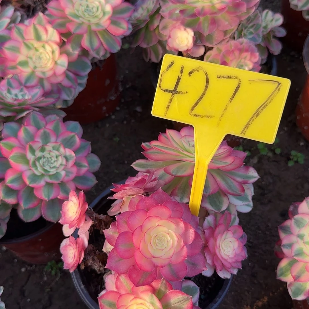 4277--倾城多头多肉植物