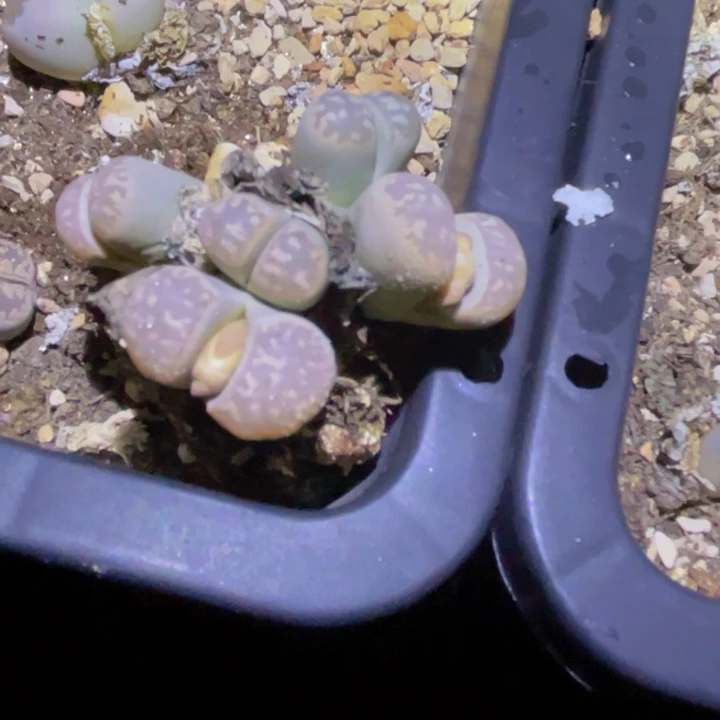 599888858558555555555