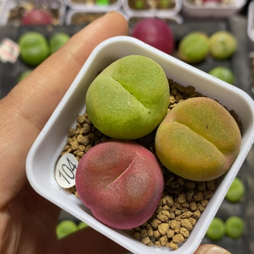 2.2-2.4cm多肉植物104