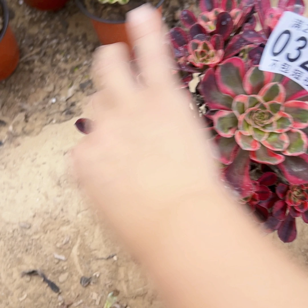 香奈儿多肉植物0320