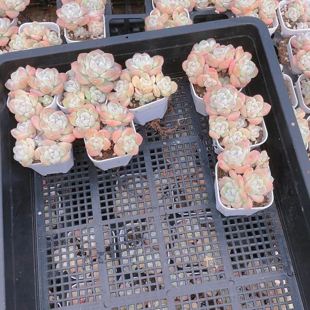 68个多头冰玉不包整盆一个满25包邮