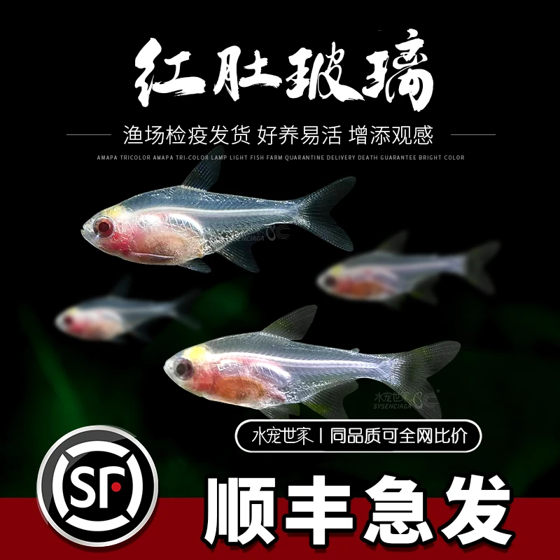 红肚玻璃灯白肚玻璃热带观赏鱼草缸群游鱼透明霓虹七彩拉拉黄扯旗
