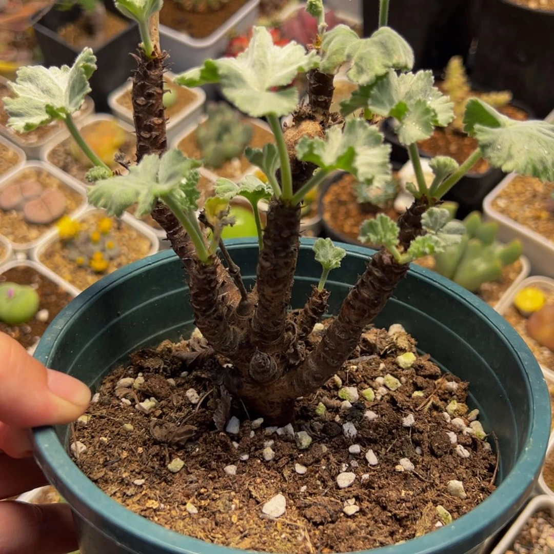 785多肉植物种类和