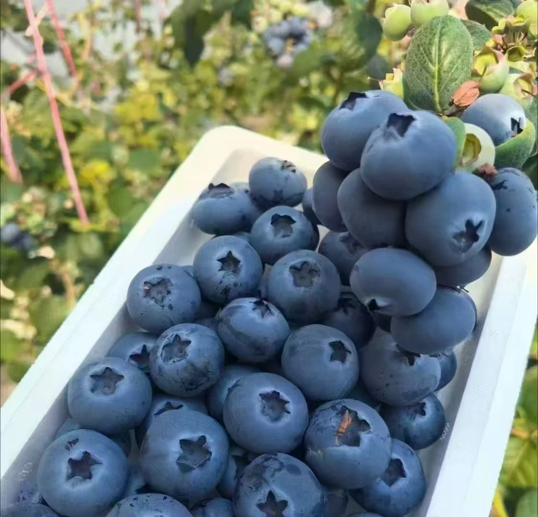 【顺丰快运】丹东花香蓝莓中果一盒100g