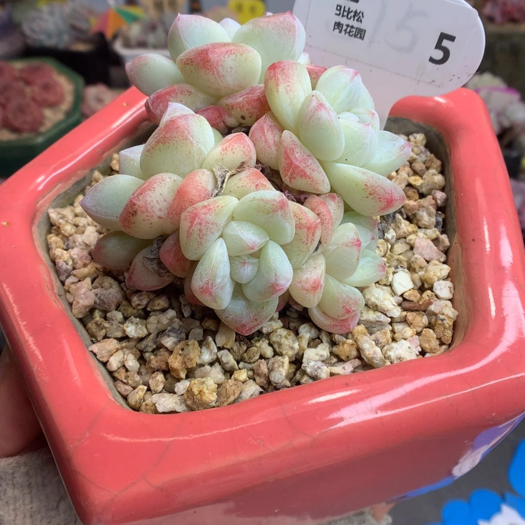 5五头老桩冰玉多肉植物