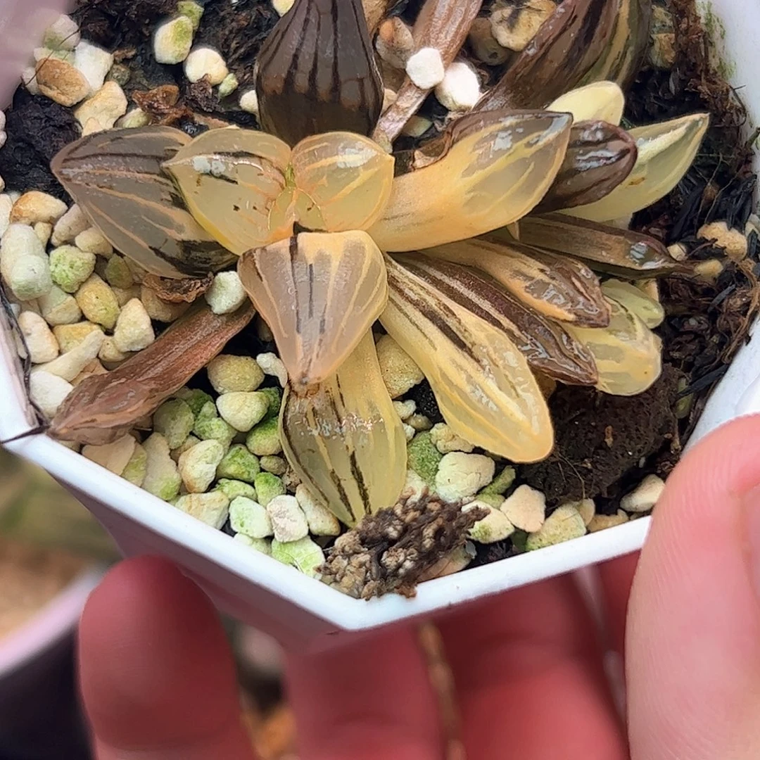 西瓜锦十二卷多肉植物