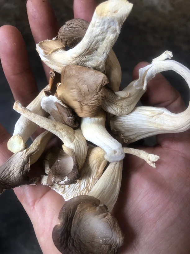 云南昭通农家干秀珍菇