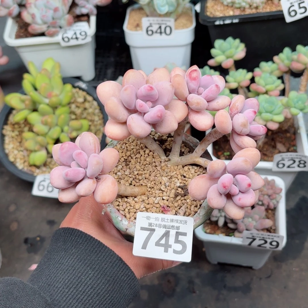 糖果桃蛋5头无盆土发货