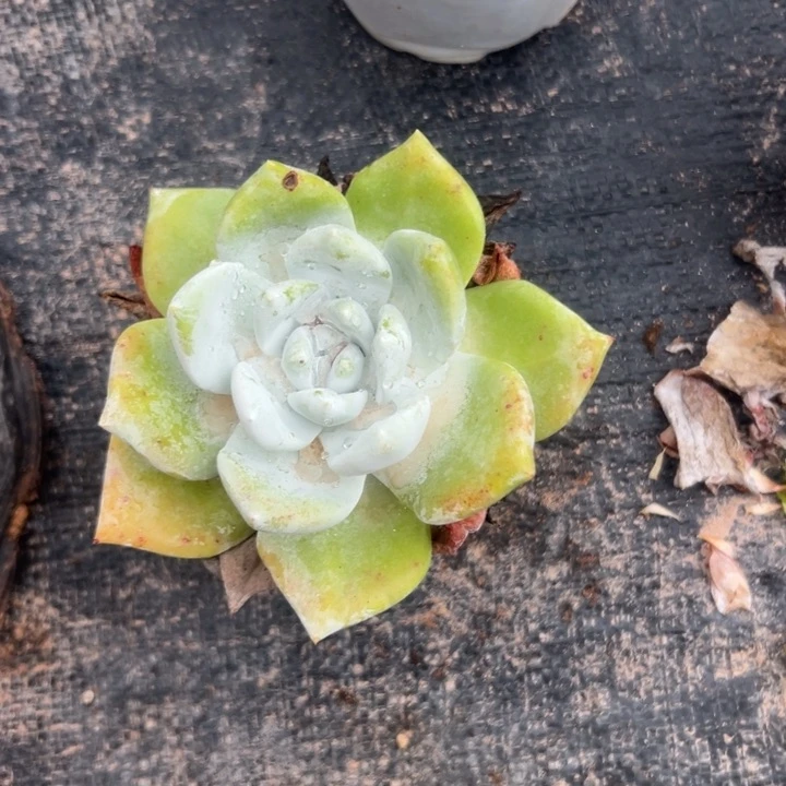 宽厚叶～一物一拍就292