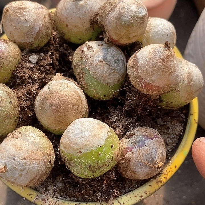 大灯泡一颗