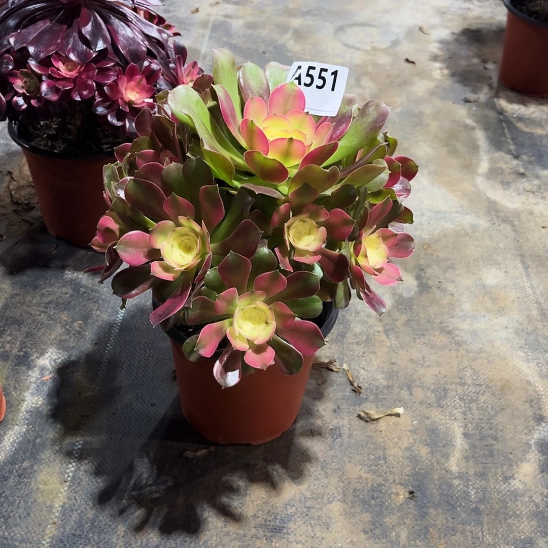 春***天多肉植物香妃551多肉