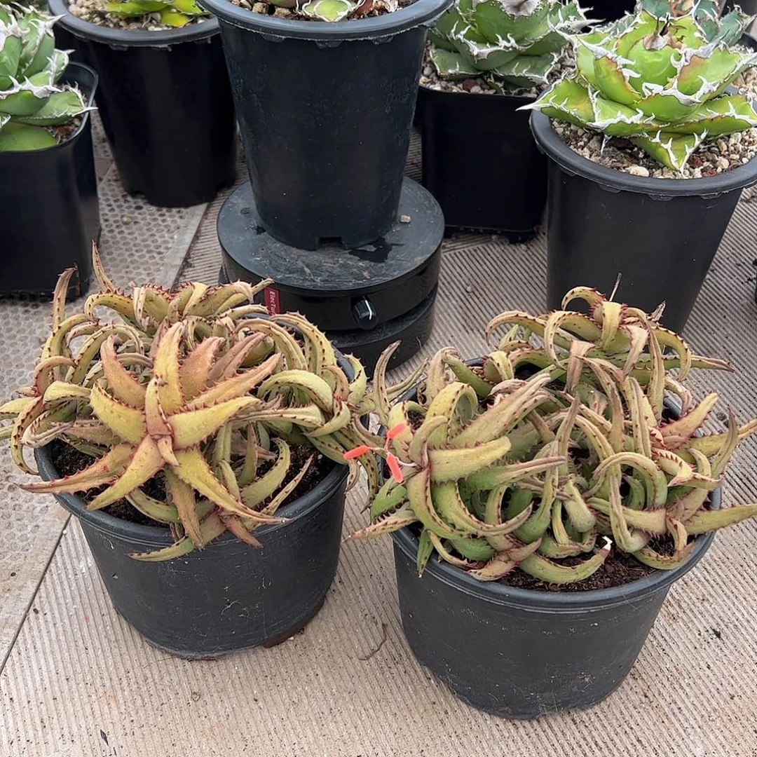 冷*卡萨帝芦荟植物植物
