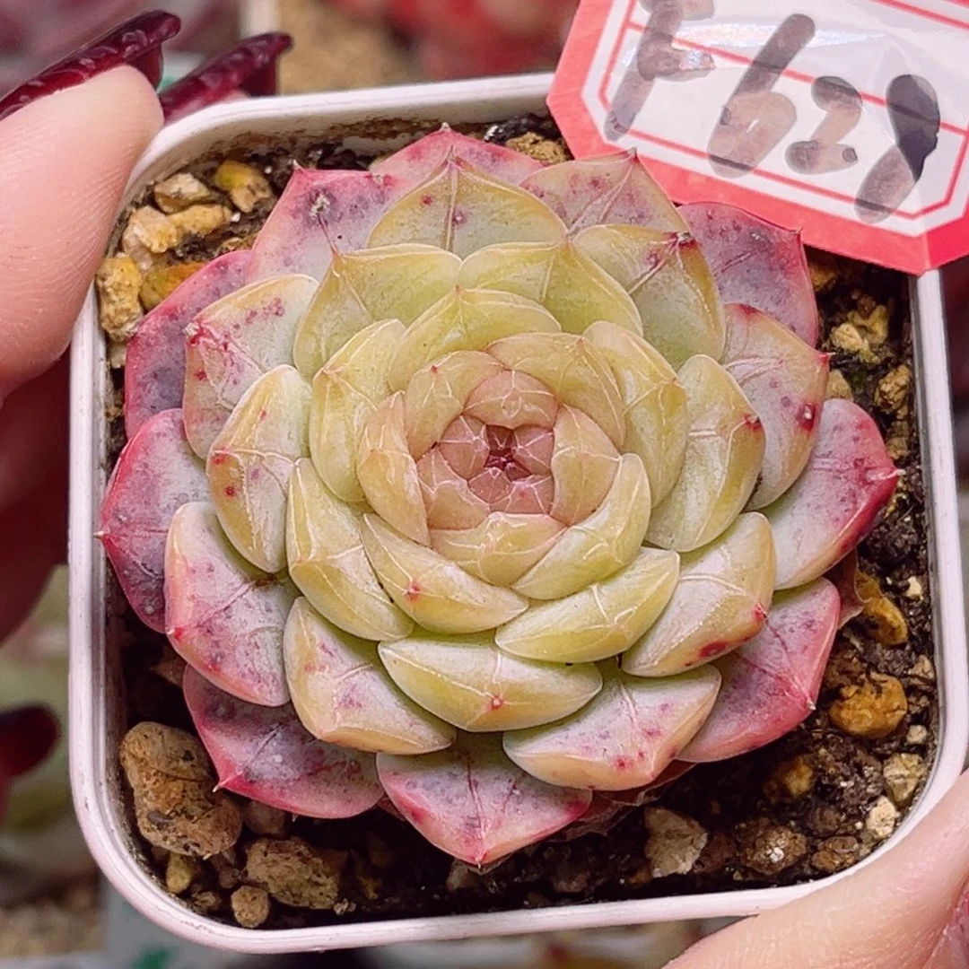 F628一物一拍 水果糖A