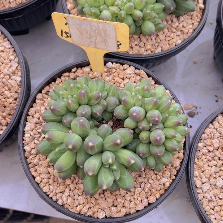 健健康康平平安安