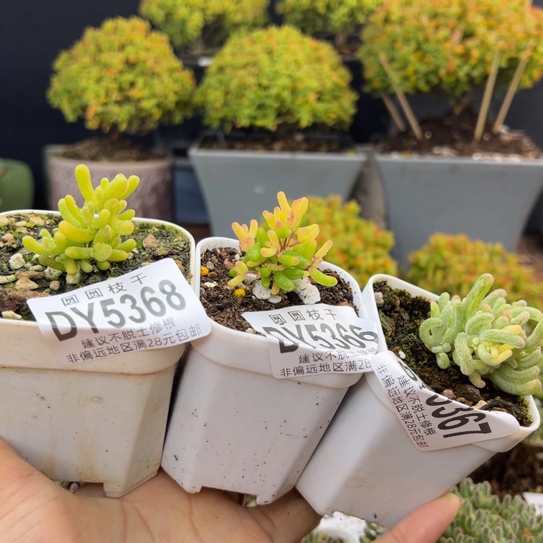 ****dy5368/66/67冰米锦/糖球黄化锦/橙叶锦冠幅3/2.5/3.5cm