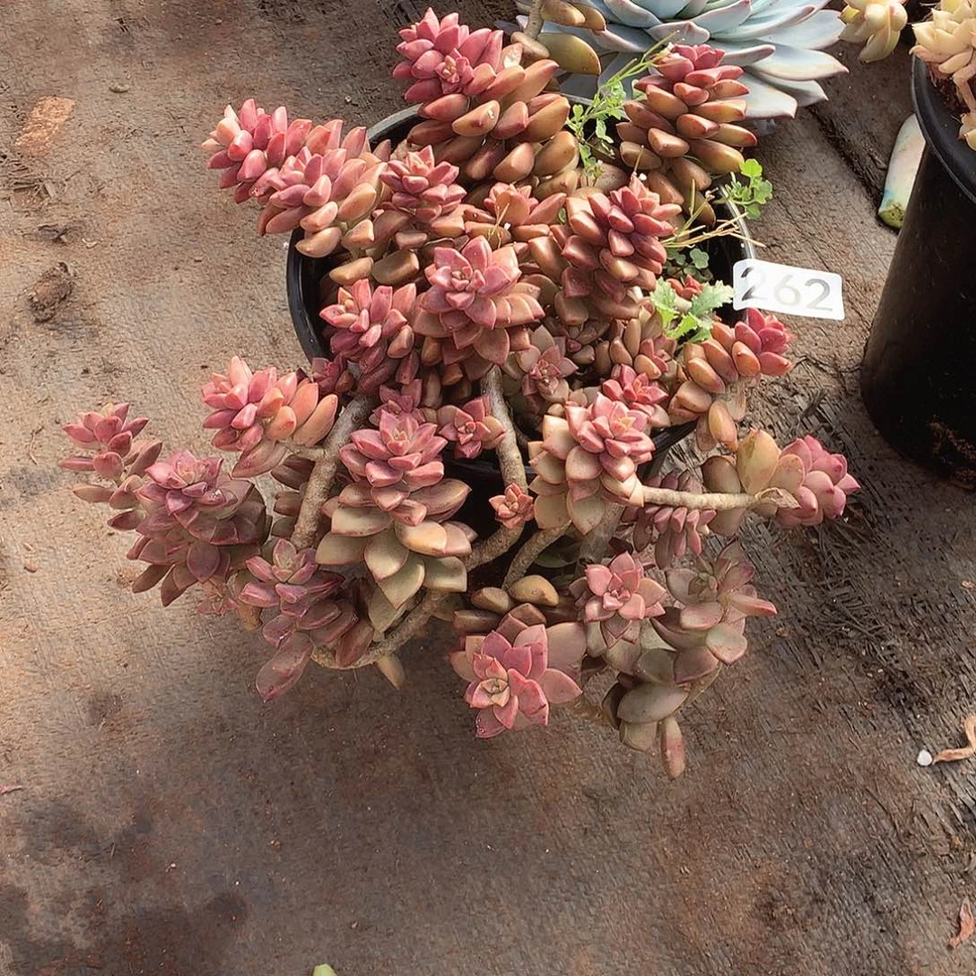 262姬胧月 一物一拍多肉