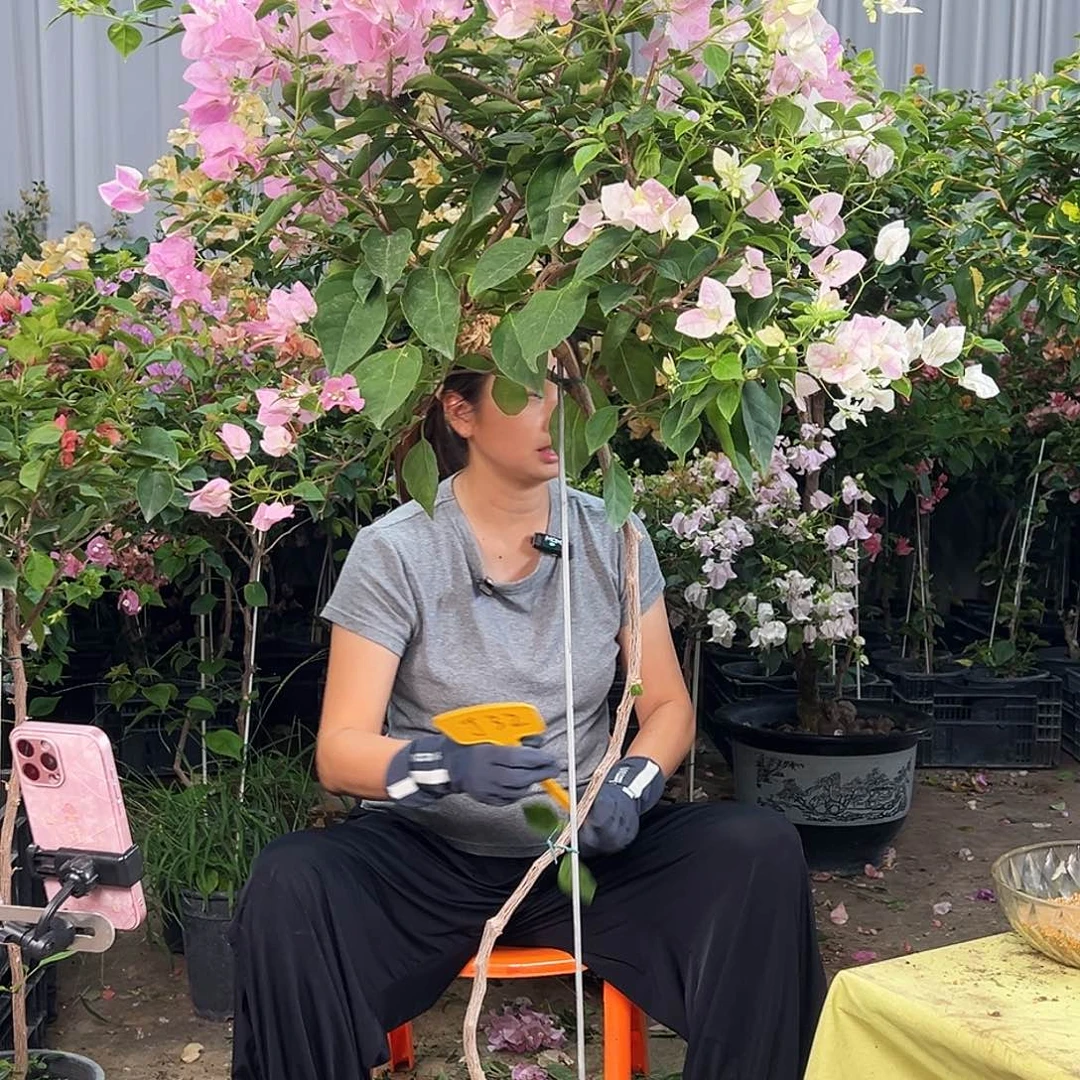 D***n大部分花苞少量开放J32广红樱