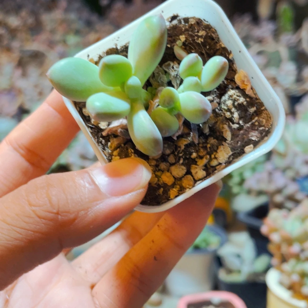 萤火虫奶酪多肉植物