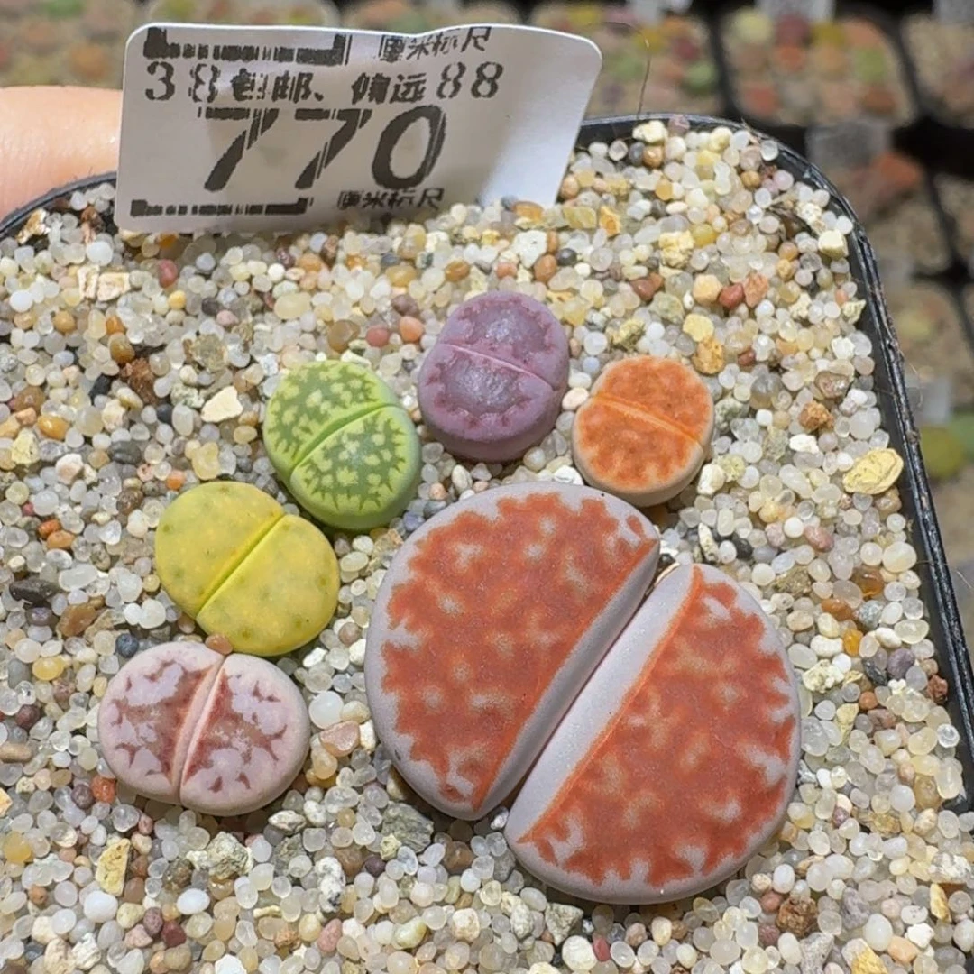 Ssss精品生石花770