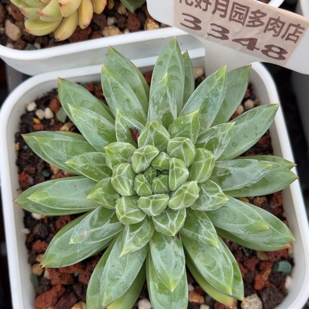 多肉植物3348 一定要拍个冷链哦