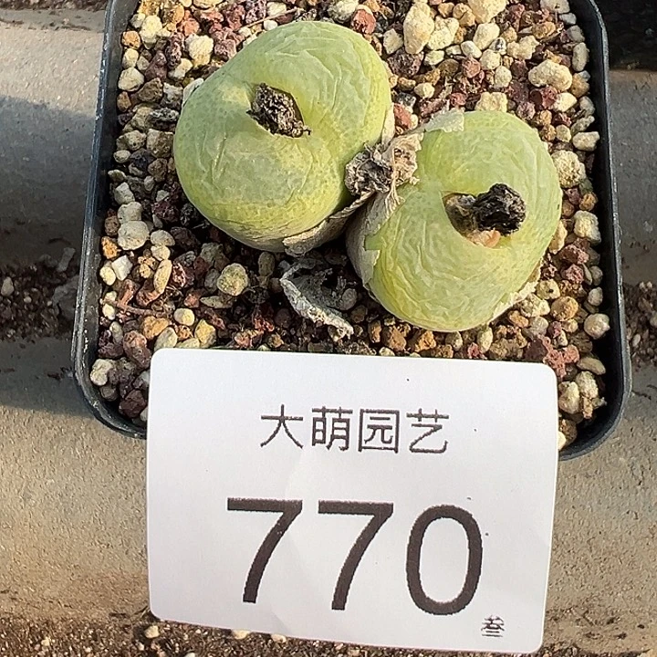 一物一拍母本翠光770