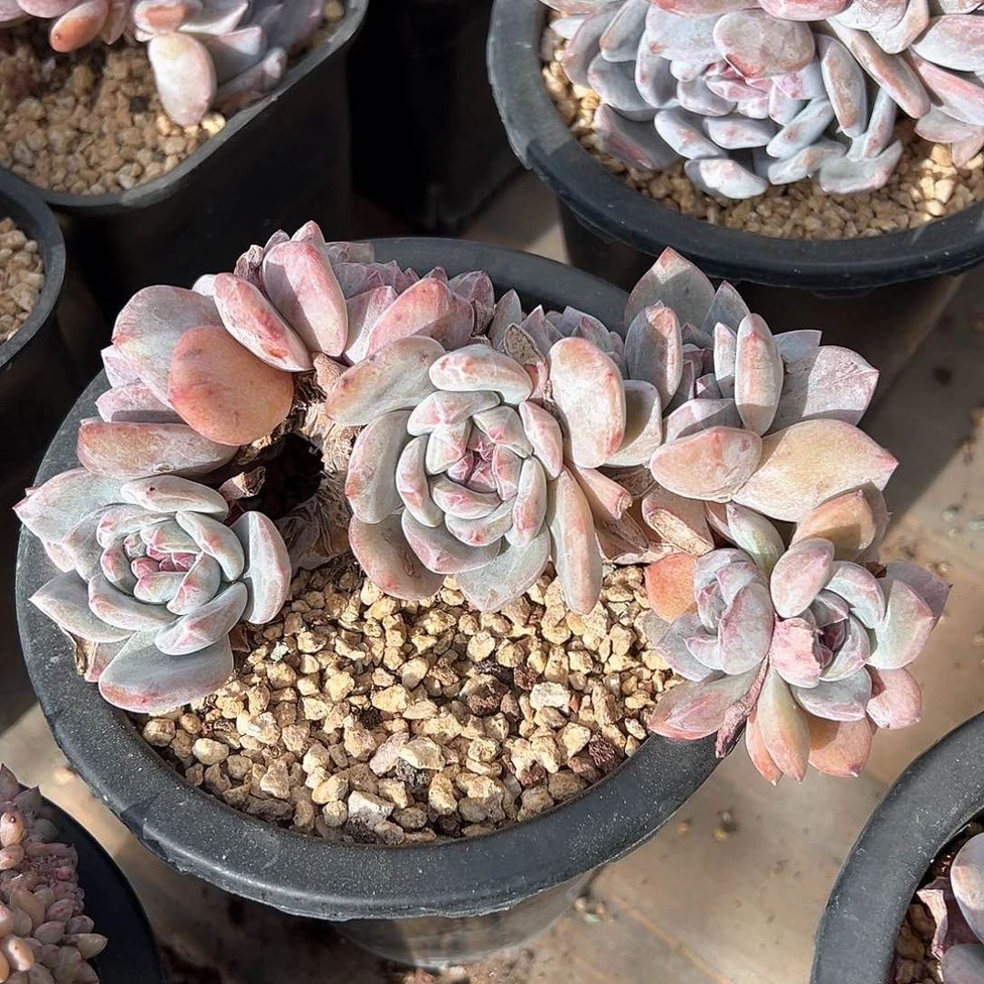 太阳专拍石榴籽星影树