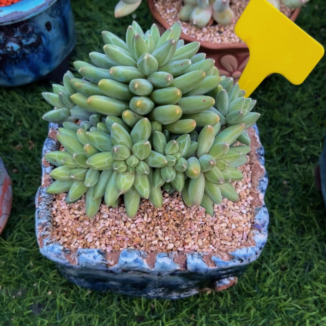 英****伊卡鲁斯多肉植物
