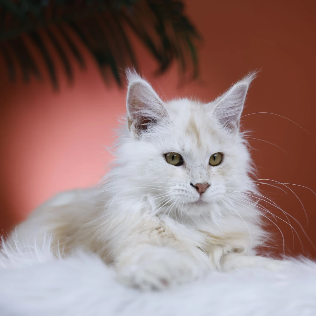 宠物猫凯米尔弟弟