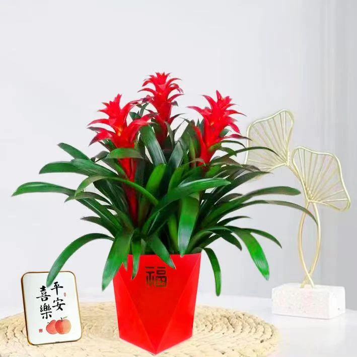 【3颗装】鸿运当头盆栽大盆客厅凤梨花卉植物室内好养活四季旺宅
