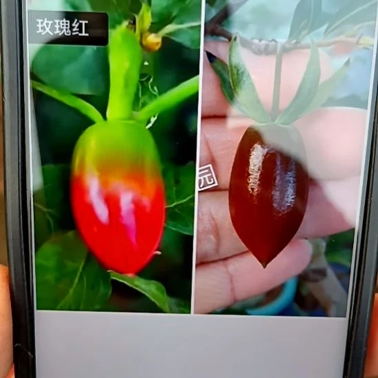 无花朵玫瑰红加紫川