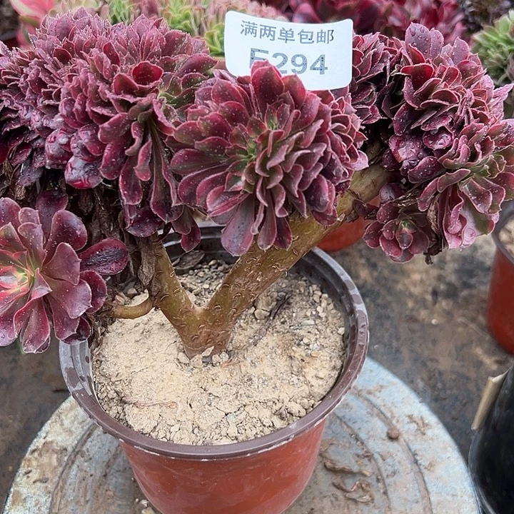 294号美杜莎法师多肉