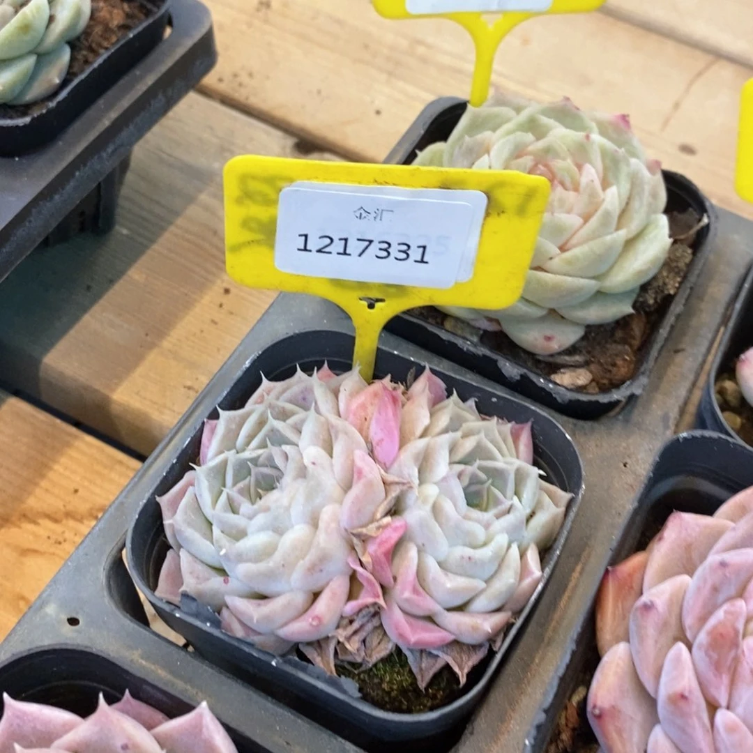 福利多多。1217331