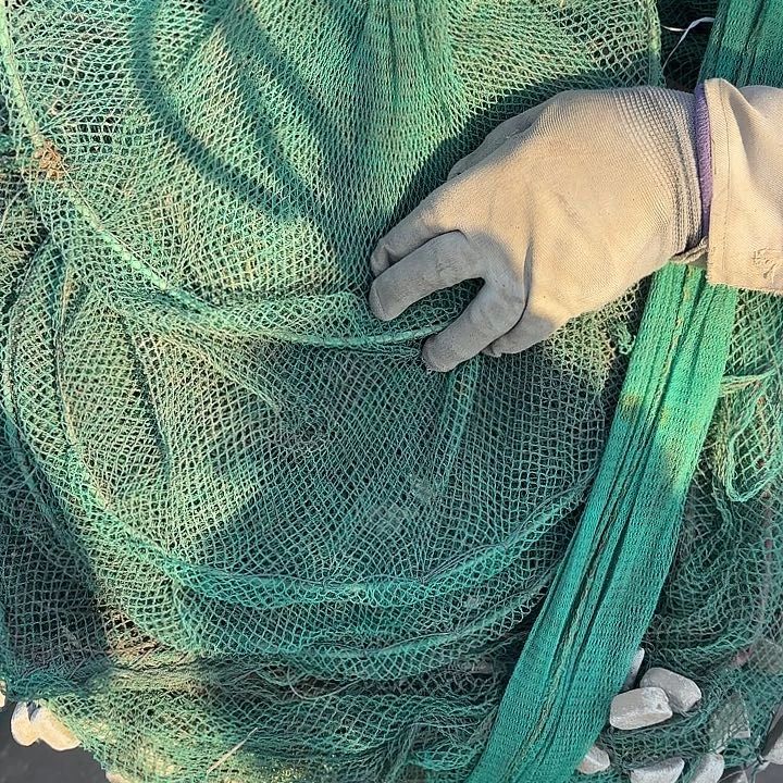 且***惜虾虾笼2555555551555