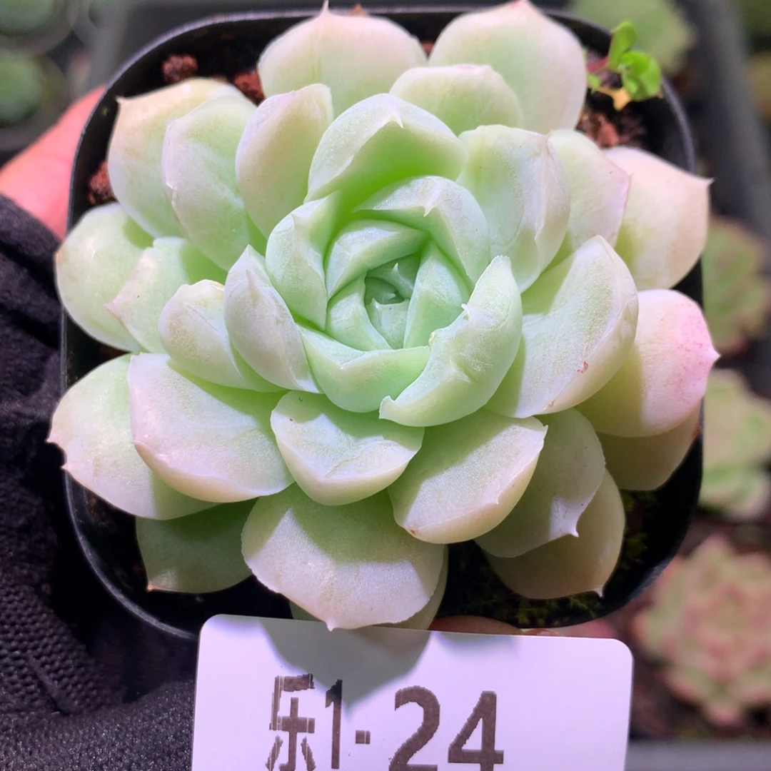 乐然 1-24 新品单头